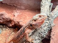 Weiblicher Bartagame Pogona vitticeps zur verkaufen - Berlin Marzahn-Hellersdorf