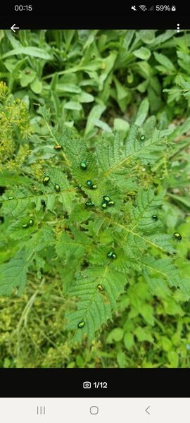 Gemeiner Hohlzahn (Galeopsis tetrahit), Stechender Hohlzahn - Horgenzell