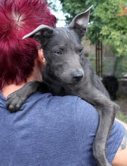 Schöne Szari in 59071 Hamm - Essen