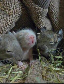 Degus - Unser toller Nachwuchs sucht ein schönes Zuhause - Poppenhausen