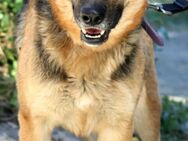 Lucy sucht ihr Für-Immer-Zuhause - Grevenbroich