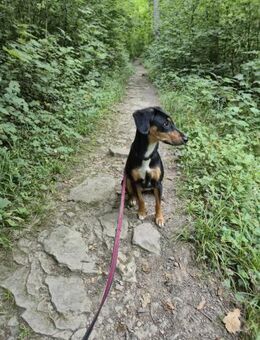 💕Maya💕 sucht sportliches Zuhause - Freilassing