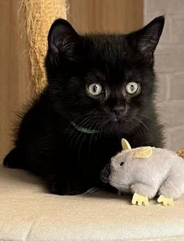 Reinrassiges BKH Kitten - Nattenheim