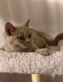 Britisch Kurzhaar / BLH Mix Kitten Katze grau 4,5 Monate - Hamburg