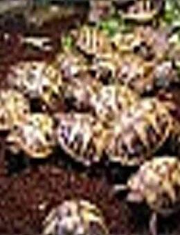 Biete Griechische Landschildkröten aus privater Nachzucht von 2025 - Castrop-Rauxel