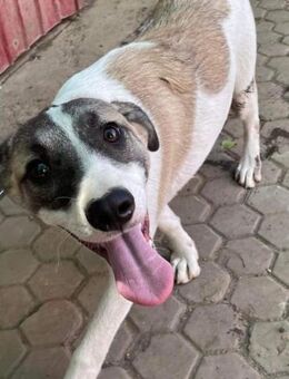 Strolch sucht ein Zuhause - Egestorf