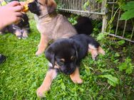 4 Labrador-Mischlings-Welpen suchen Ihr Traum-Zuhause - Dillenburg