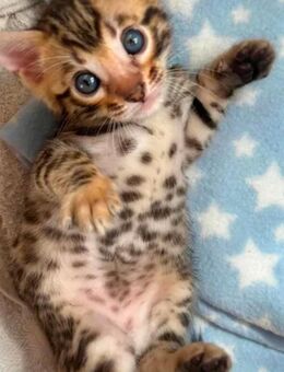 Noch 4 kleine bengalkitten such ein Zuhause - Erfurt