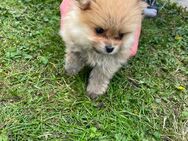 Pomeranien Welpen Bärchen - Frechen