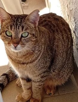 Danae aus dem Tierschutz Kreta - Grevenbroich