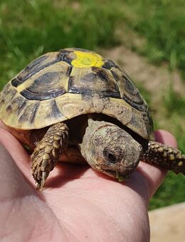 3-jährige Griechische Landschildkröten - Freilassing
