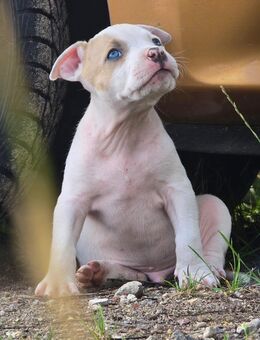 American Bully / Stafford Mix - Nienburg (Weser)