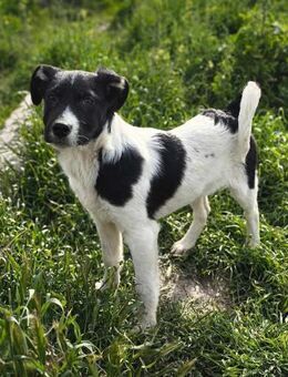 Pedro von kettenlos - Bollingstedt