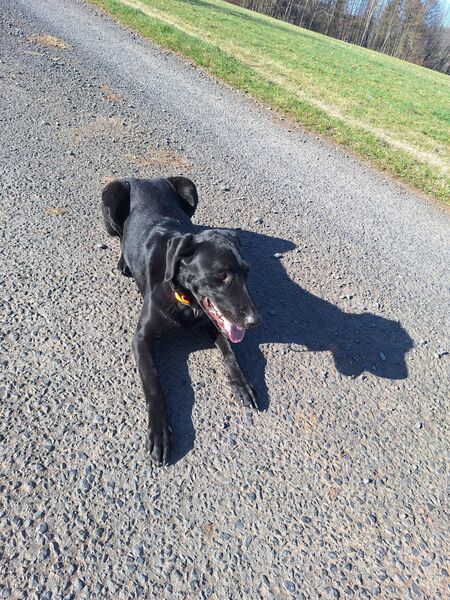 Labrador Border Collie Mischling - Hilders