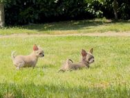 Chihuahua Welpen Mai 2025 - Wassenberg