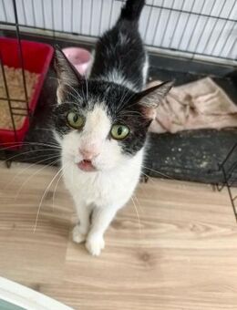🌟Einzelkatze Suzy🌟NOTFALL - Eislingen (Fils)