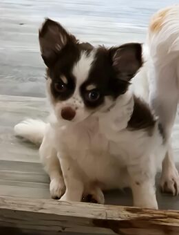 Chihuahua Welpe abzugeben - Geilenkirchen