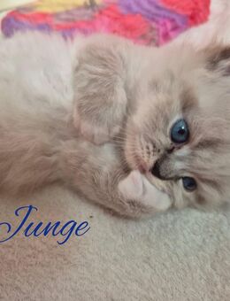 Himalaya Heilige Birma Kitten - Berlin Reinickendorf