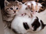 Katze Katzenbaby - Flieden