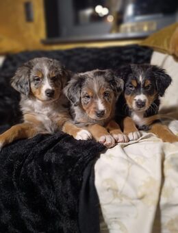 Berner Sheperds vom Lindenhof ( Hybridhunderasse Aussiex Berner Sennenhund) - Huy