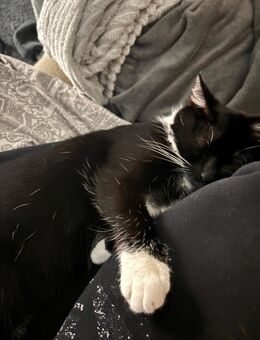 Nala sucht ein Garten - Berlin Marzahn-Hellersdorf