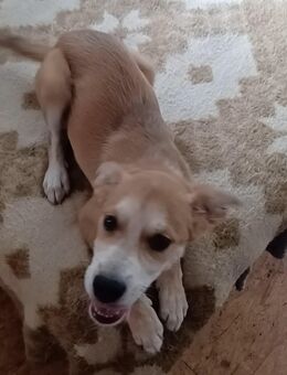 Carmine, a.d.Tierschutz, sucht Happy-Home - Boxberg (Oberlausitz)