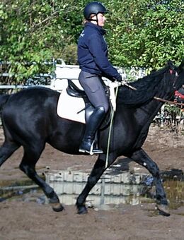 Friesenmixwallach Alex - Buttstädt