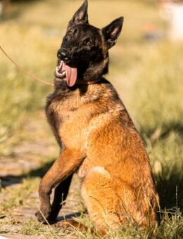 Jungspund Max💗 verkuschelte Sportkanone - Hamburg