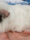 Zwei wunderschöne, weibliche Meerschweinchen in 32278