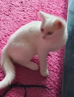 Süßer Kater Türkisch Van Rangdoll - Recklinghausen