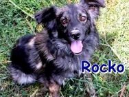 ROCKO❤ sucht Zuhause oder Pflegestelle - Langenhagen