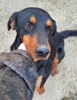 Linda 52 cm (Pflegestelle) - Alpenrod