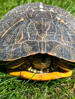 Wasserschildkröte - Teichgeeignet und aus Teichhaltung - Asbach-Bäumenheim