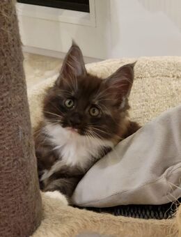 Main Coon Baby Katze - Satow