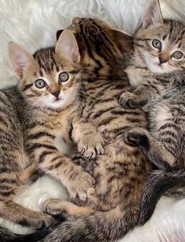 Süße Bkh Mix Katzenbabys 12 Wochen jung - Much