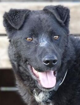 LUKA soll ein besseres Leben haben - Gefrees