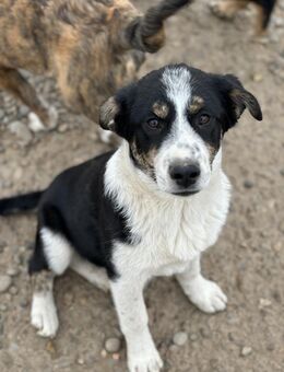 Carmelo, ein Blick zum dahinschmelzen - Celle