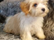 Yorkshire Terrier Welpen in den Farben Blue and Tan und Golden Dust – Nähe Dresden - Großröhrsdorf