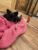 Reinrassiger Chihuahua Welpen suchen ein Zuhause in 39164