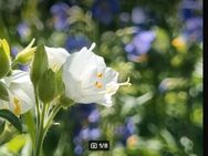 Jakobsleiter, Himmelsleiter (Polemonium caeruleum) blau/weiß - Horgenzell