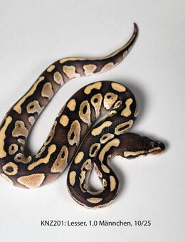 Königspython Python regius Nachzuchten 2025 Lesser, Cinnamon, Bongo - Worms