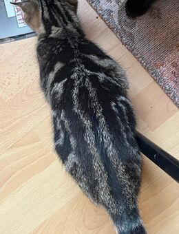 Super hübsche Fellmaus, Katzen, Kitten Katzenbabys - Hamburg