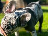 Französische Bulldogge Rüde - Berlin