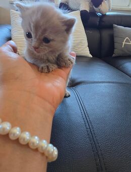 🐾 Liebevolles Zuhause für unsere BKH-Kitten gesucht 🏡💖 - Nörten-Hardenberg