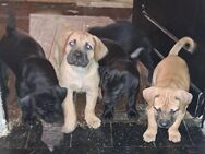 Boerboel Welpen zu Verkaufen - Lippstadt Zentrum