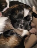Shih Tzu Welpen in 49492