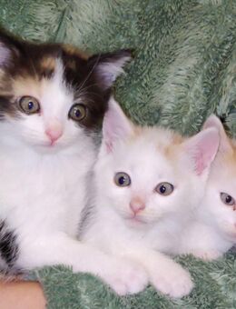 5 Katzenbabys, Katze, Glückskatze , Kater, rot schwarz, weiß - Rötha Zentrum