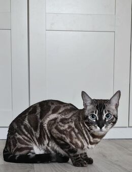 Bengal Kater Pauli - Wuppertal