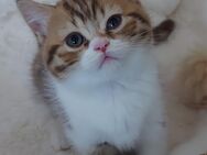 Reinrassige BKH Kater ist Abholbereit. - Ibbenbüren