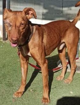 Mocky; freundlicher und verspielter Kerl - Geilenkirchen